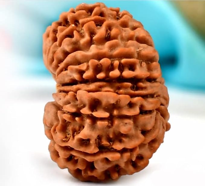 16 Mukhi Rudraksha