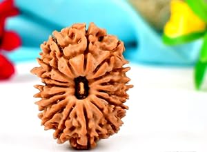 16 Mukhi Rudraksha