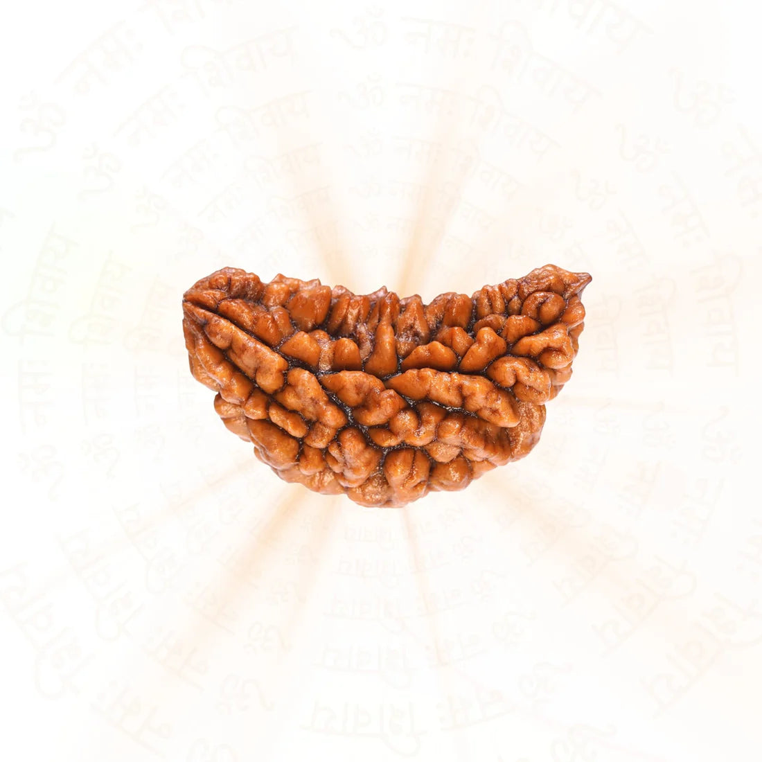 1 Mukhi Rudraksha