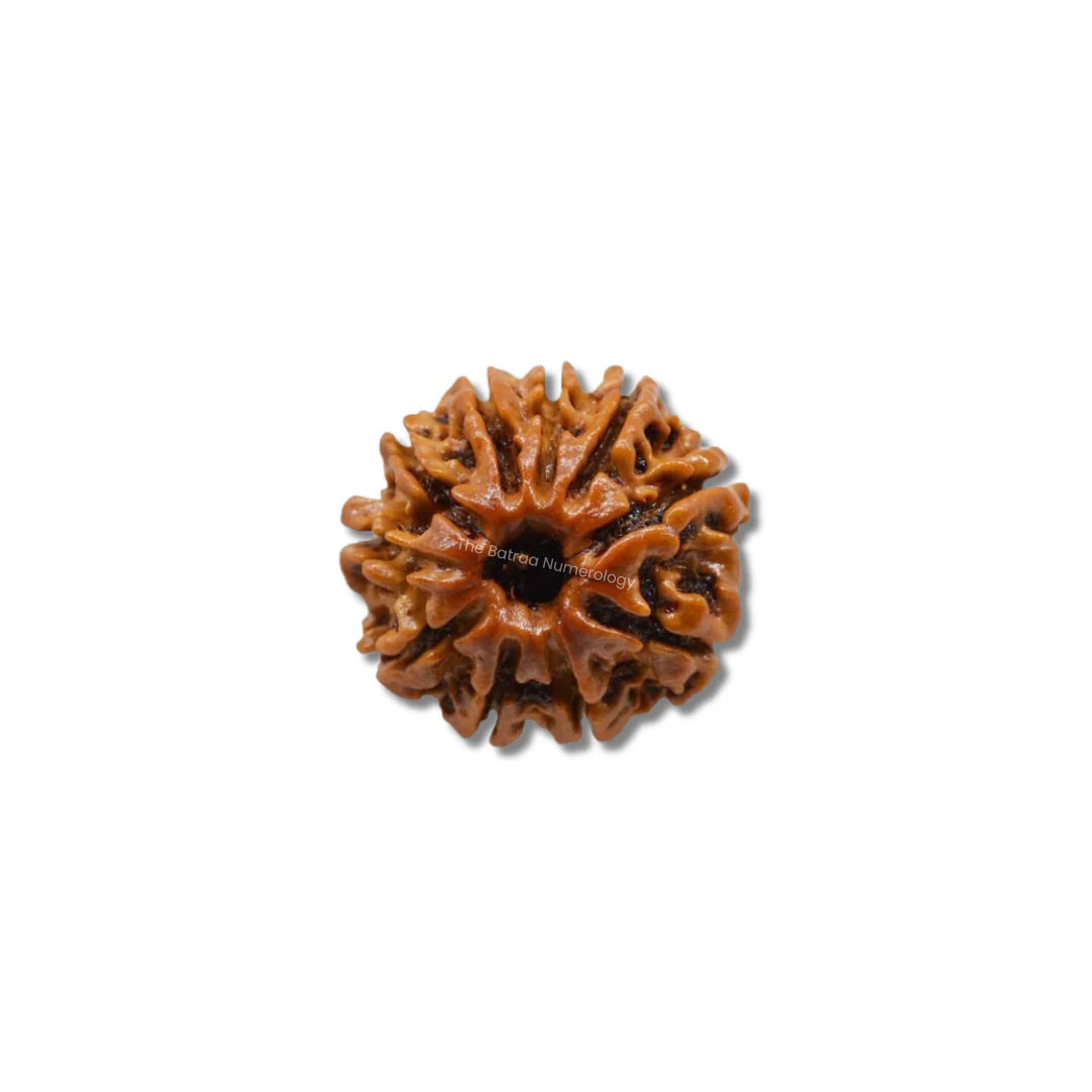 10 Mukhi Rudraksha