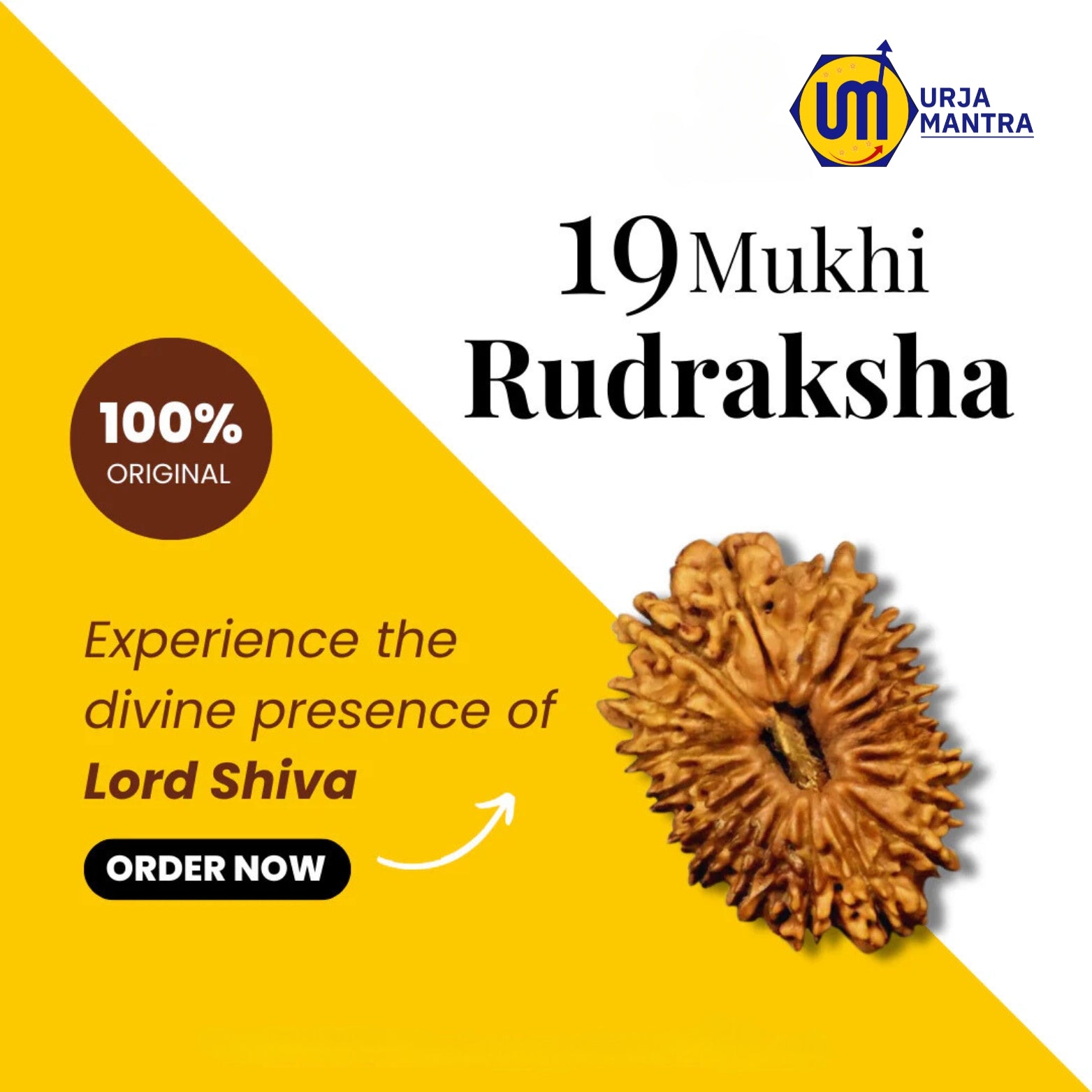 19 Mukhi  Rudraksha