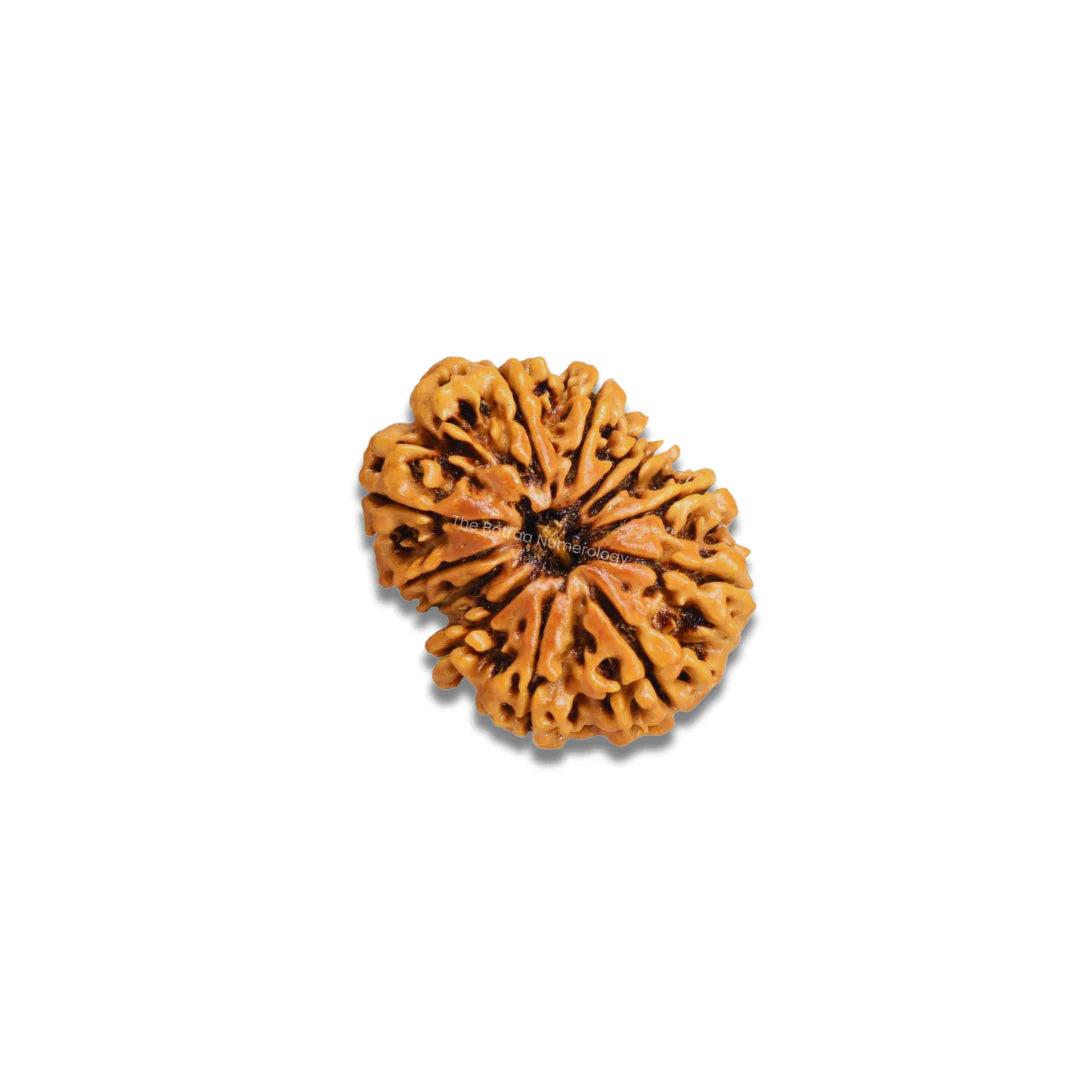 12 Mukhi Rudraksha