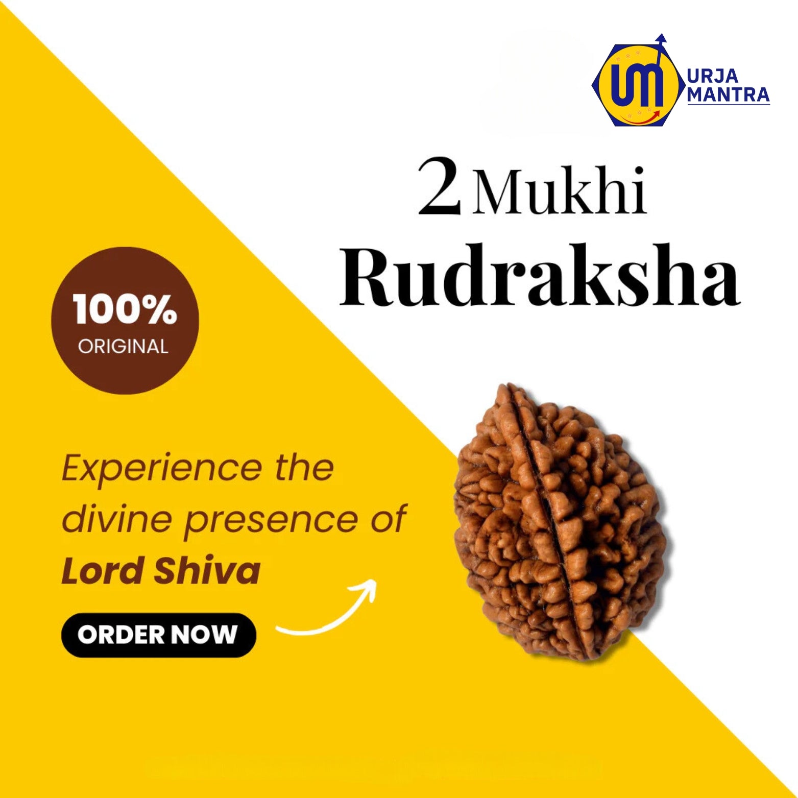 2 Mukhi Rudraksha