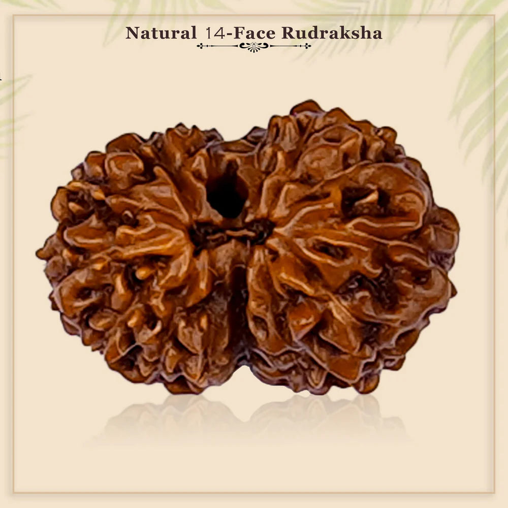 14 Mukhi Rudraksha