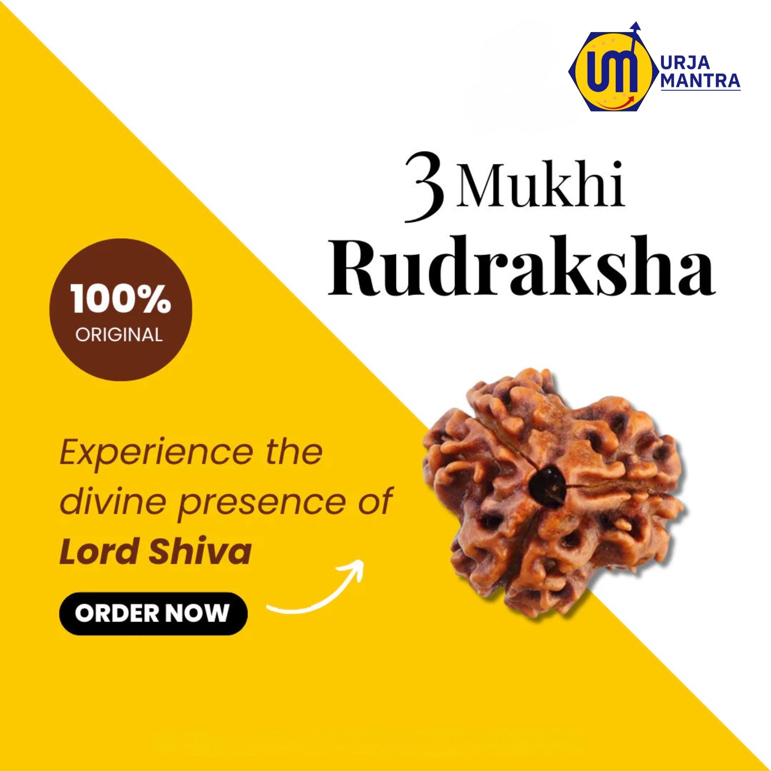 3 Mukhi Rudraksha