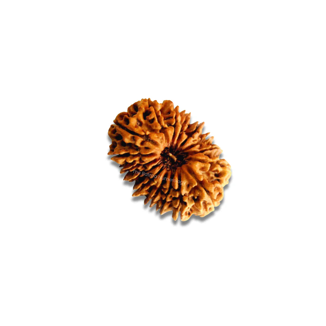 16 Mukhi Rudraksha