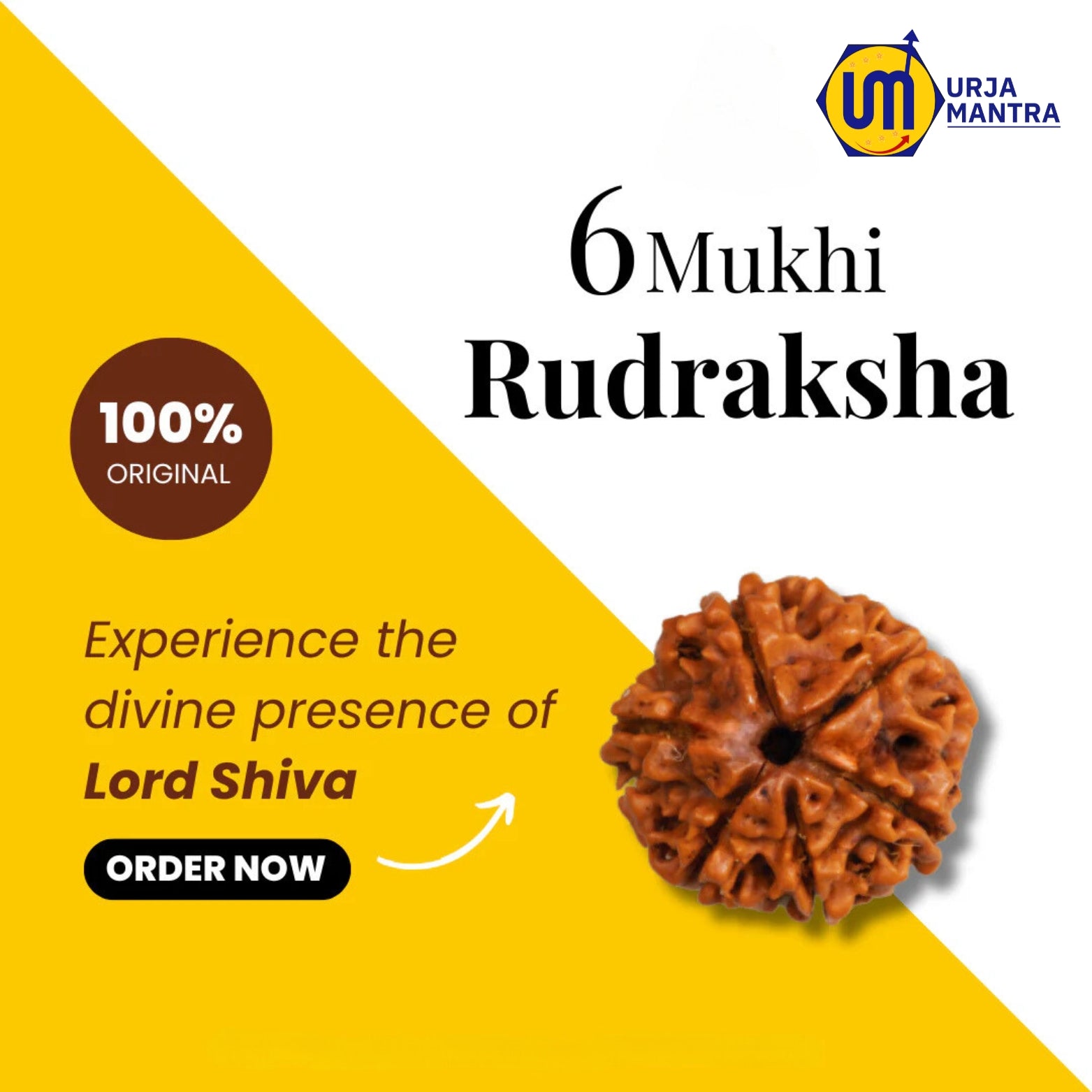 6 Mukhi Rudraksha