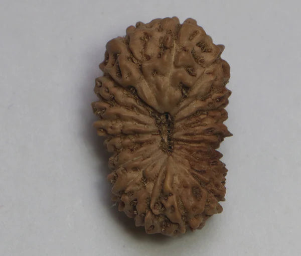 20 Mukhi Rudraksha