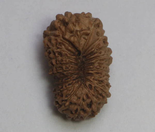 20 Mukhi Rudraksha