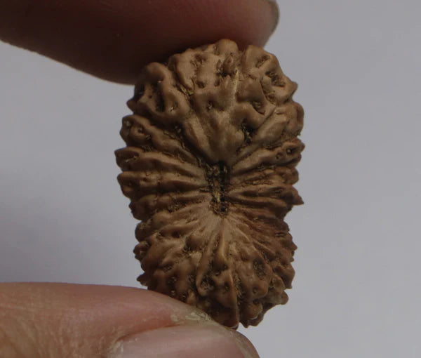 20 Mukhi Rudraksha