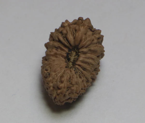 21 Mukhi Rudraksha