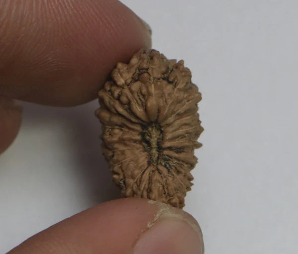 21 Mukhi Rudraksha