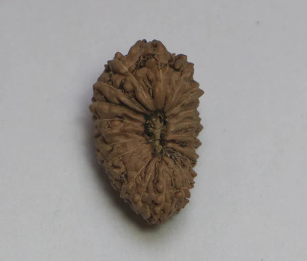 21 Mukhi Rudraksha