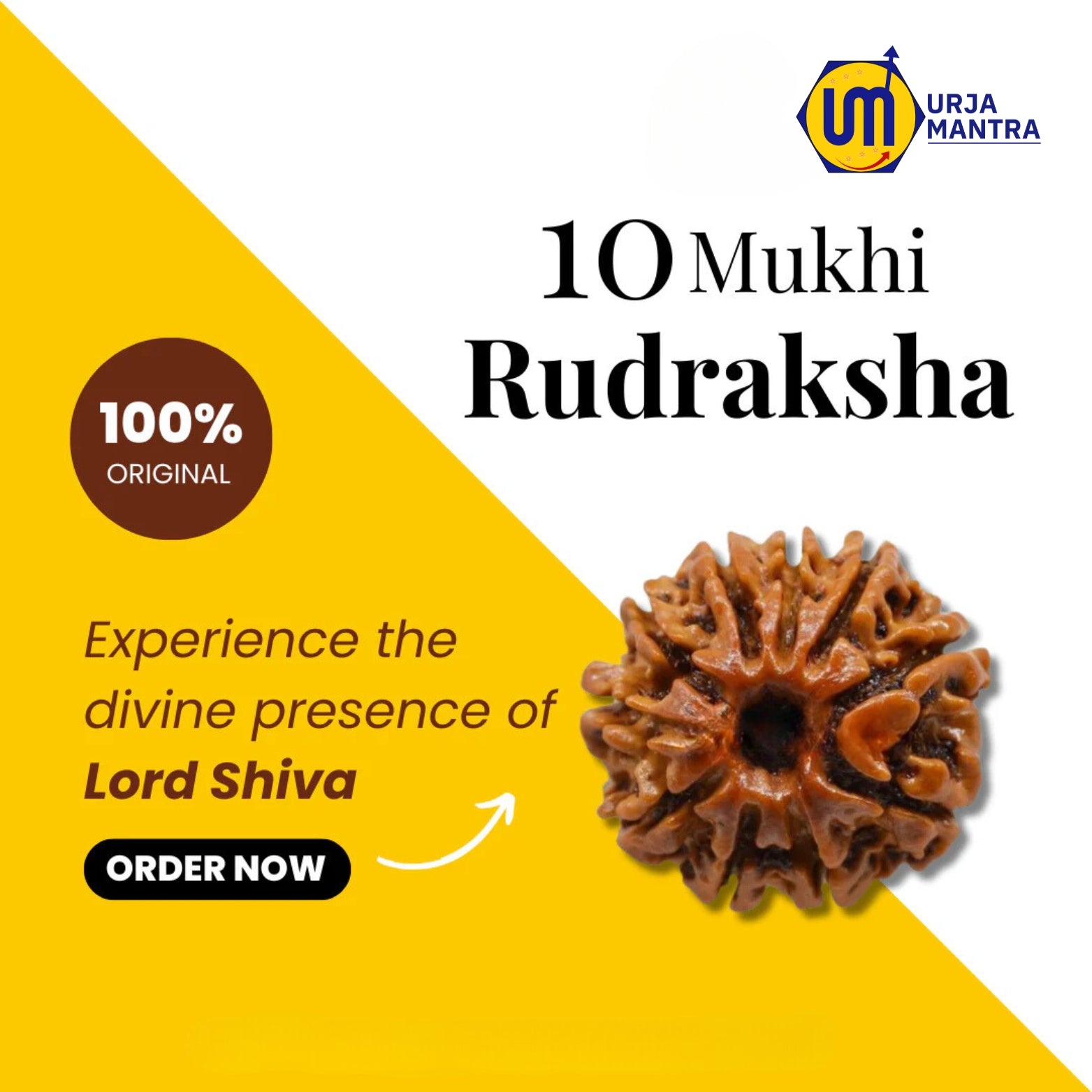 10 Mukhi Rudraksha