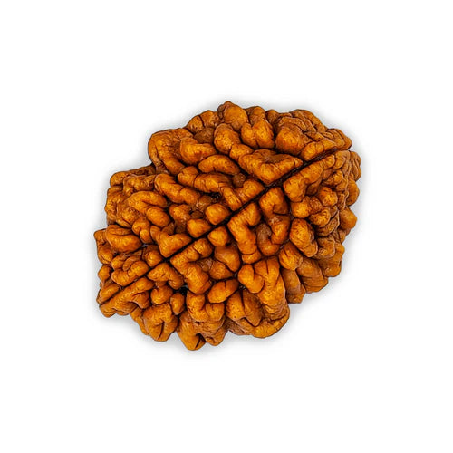 2 Mukhi Rudraksha