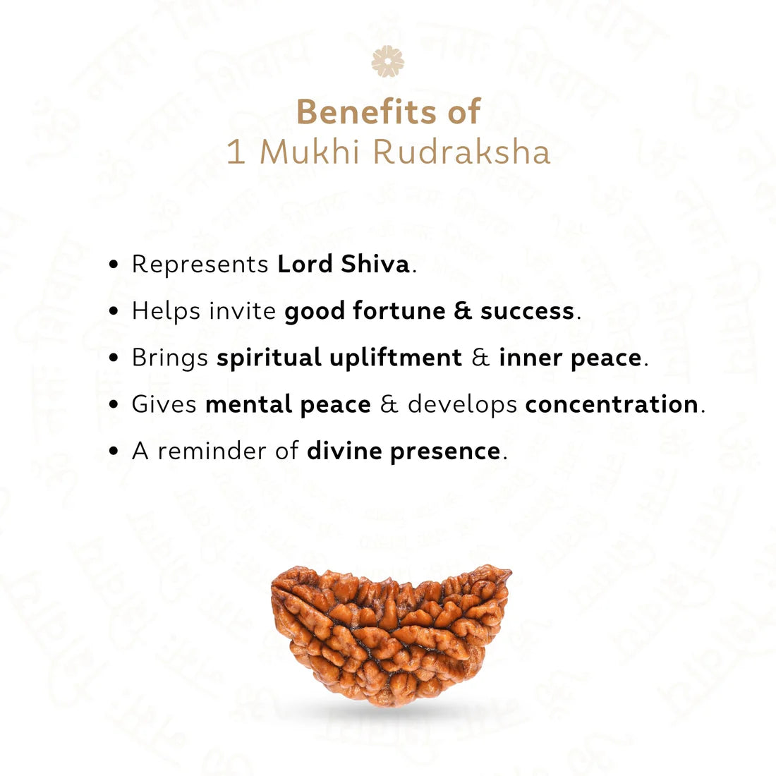 1 Mukhi Rudraksha