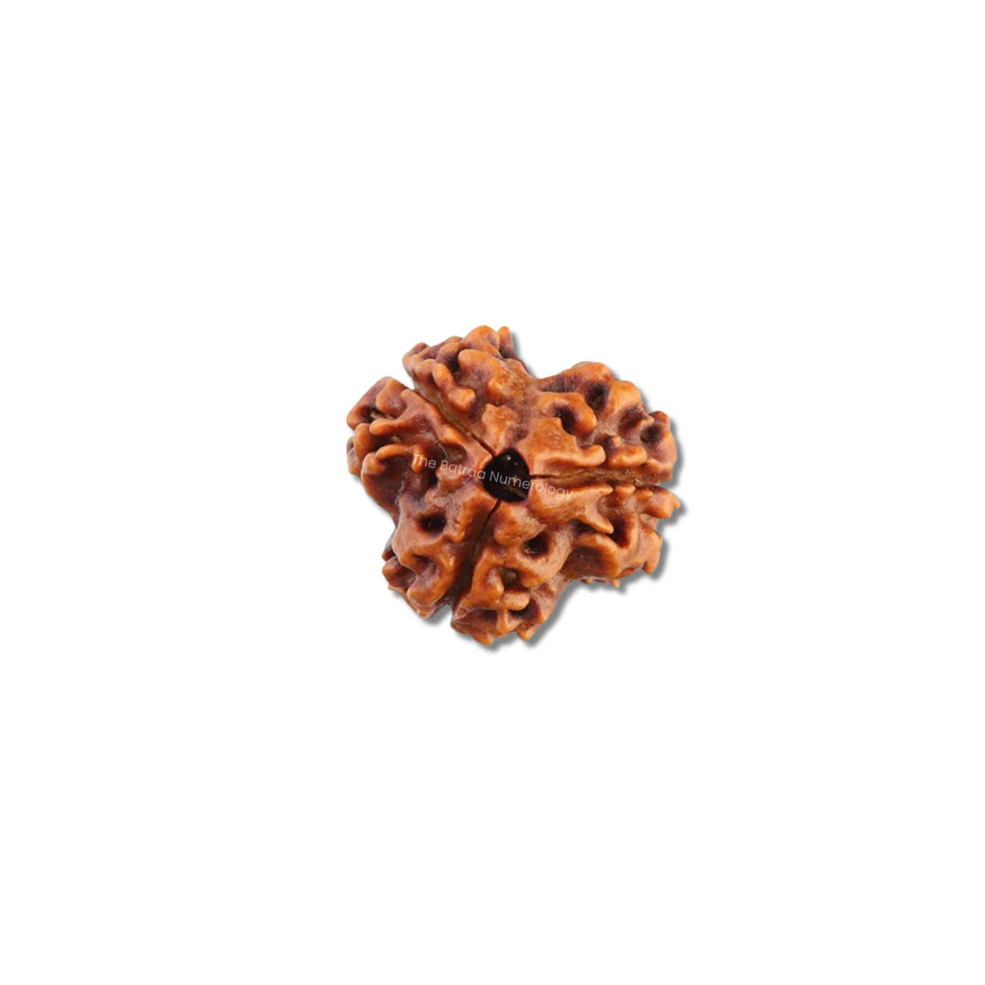 4 Mukhi Rudraksha