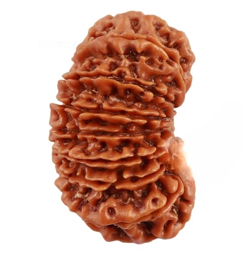 18 Mukhi Rudraksha