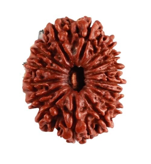 15 Mukhi Rudraksha