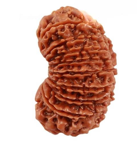 18 Mukhi Rudraksha