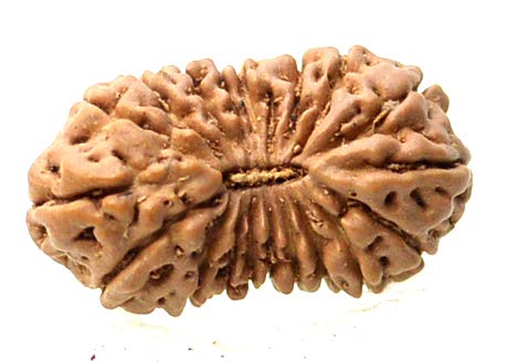 19 Mukhi  Rudraksha