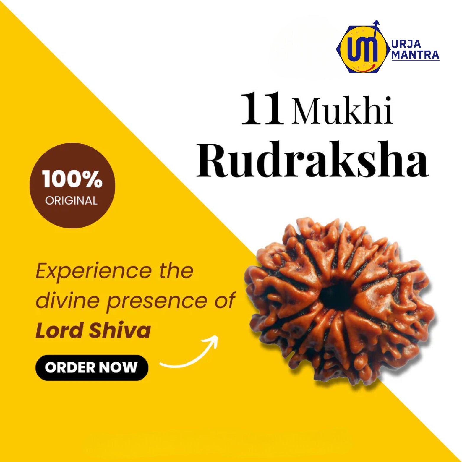 11 Mukhi Rudraksha