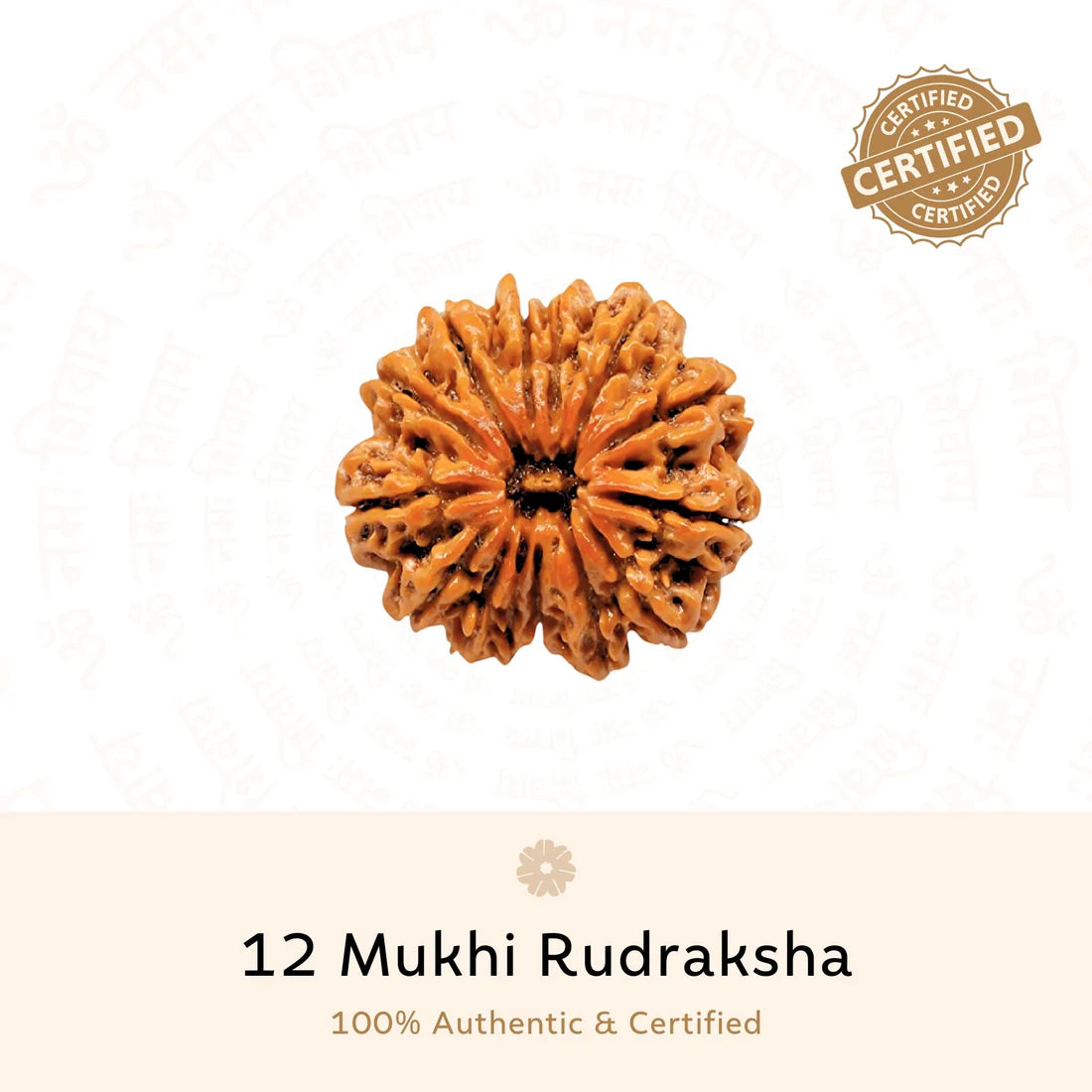 12 Mukhi Rudraksha