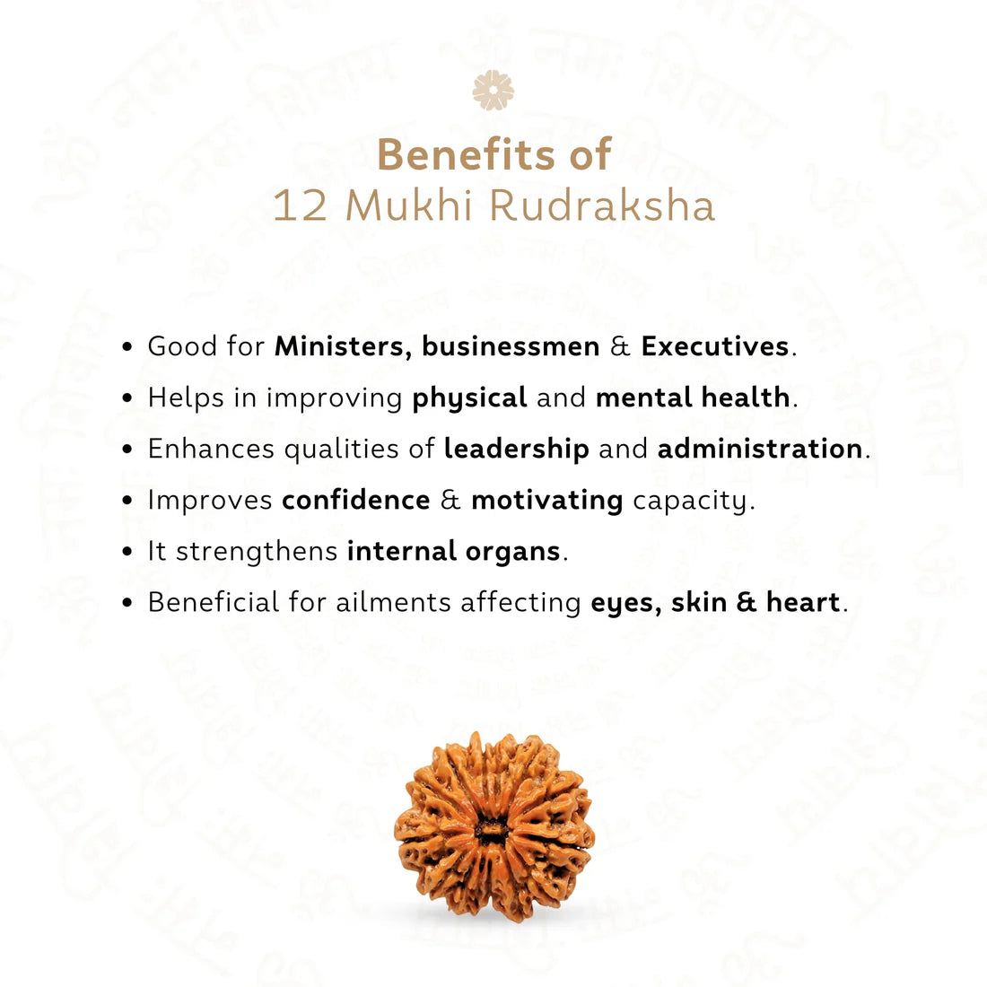 12 Mukhi Rudraksha