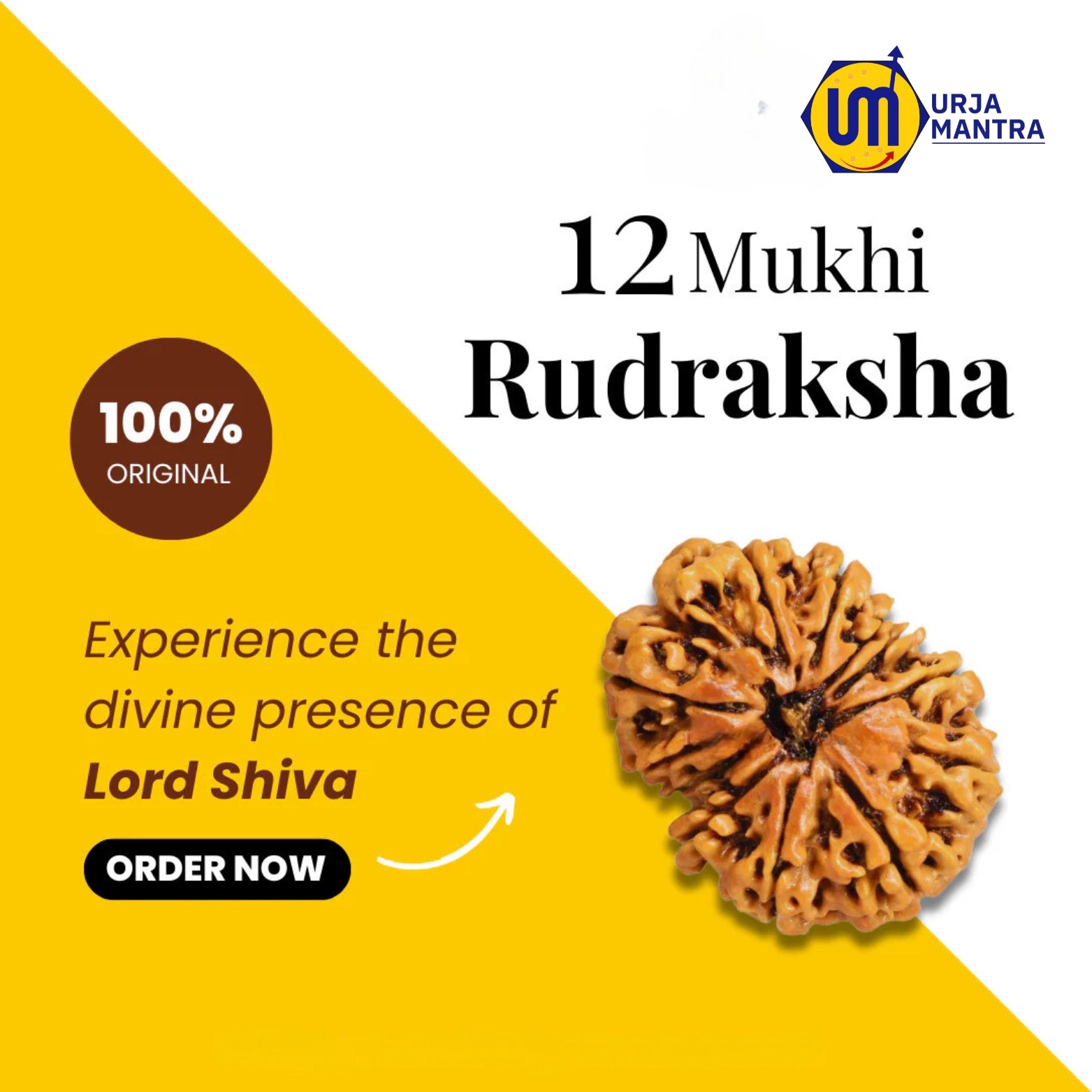 12 Mukhi Rudraksha