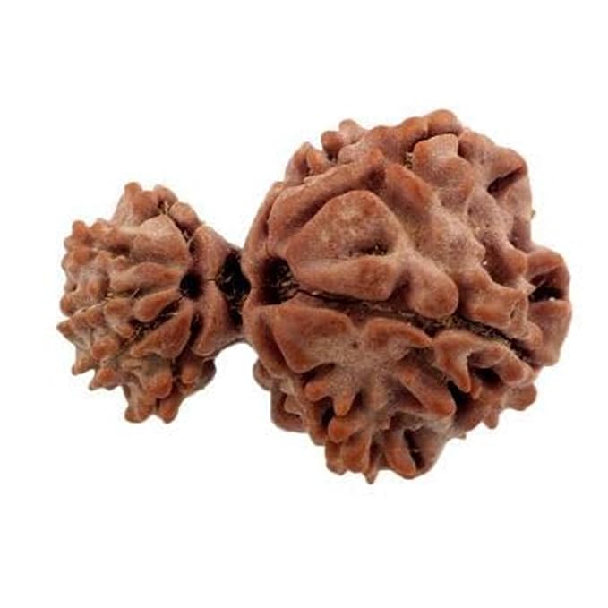 Gauri Shankar Rudraksha