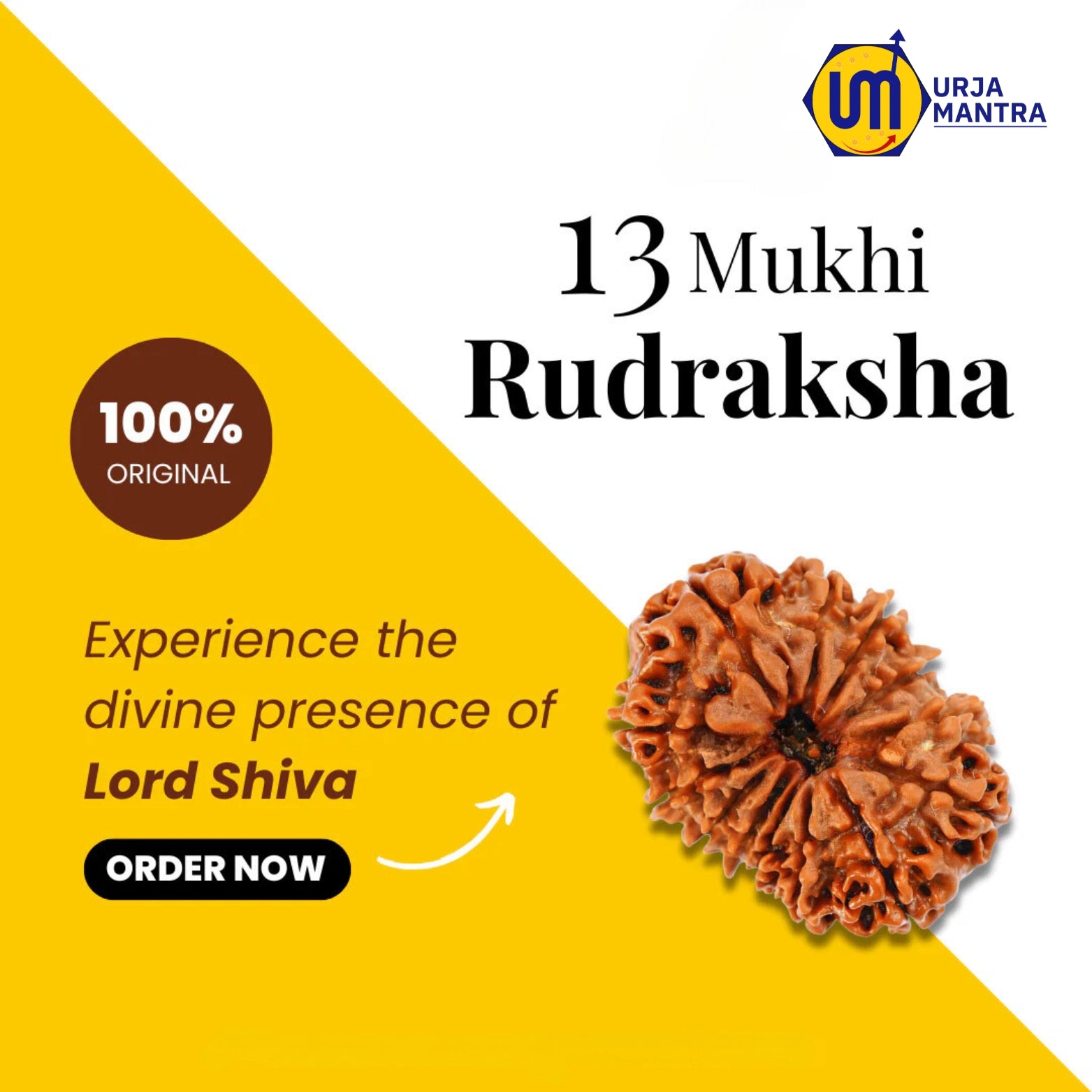 13 Mukhi Rudraksha