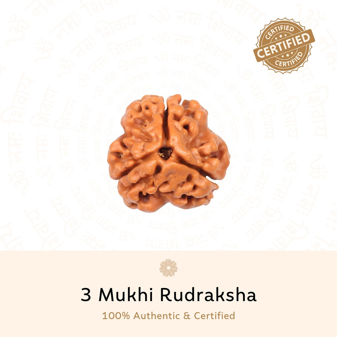 3 Mukhi Rudraksha