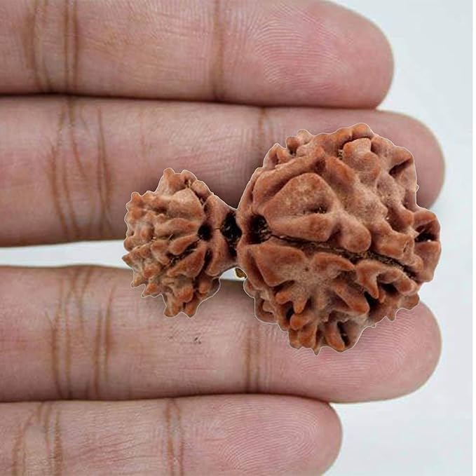 Gauri Shankar Rudraksha