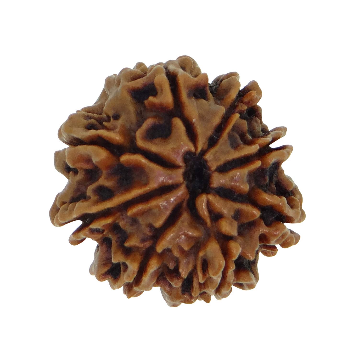 9 Mukhi Rudraksha