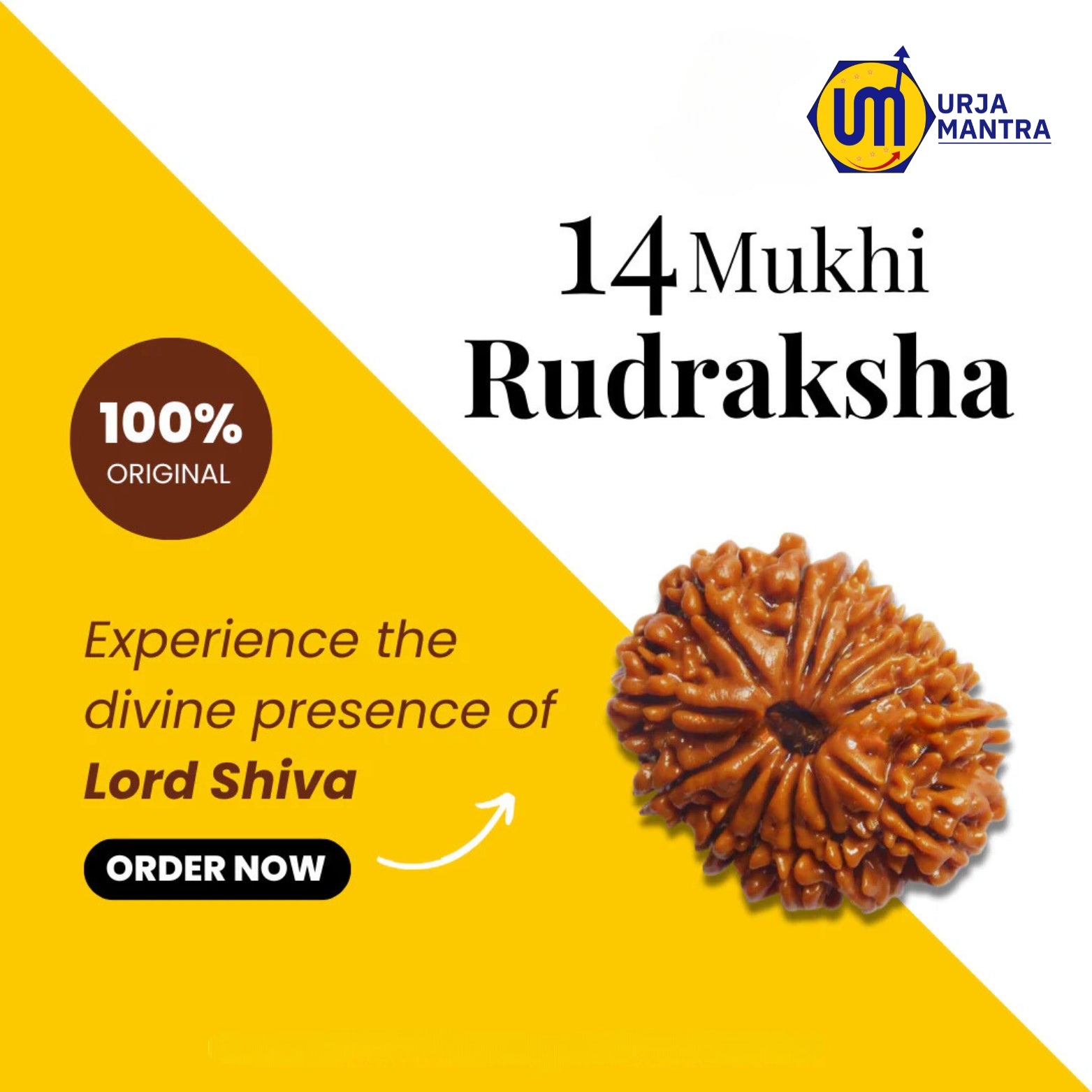 14 Mukhi Rudraksha