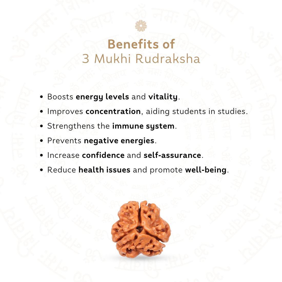 3 Mukhi Rudraksha