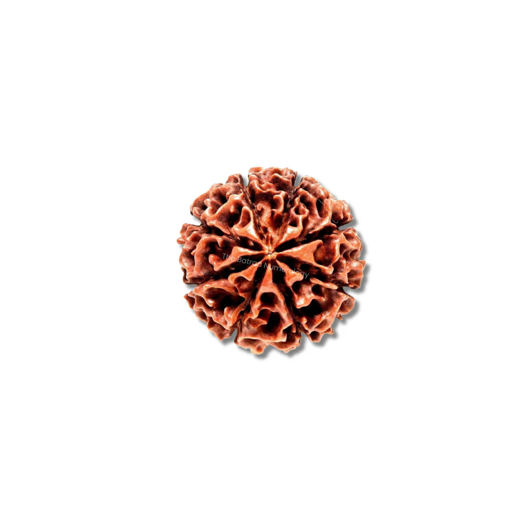 8 Mukhi Rudraksha