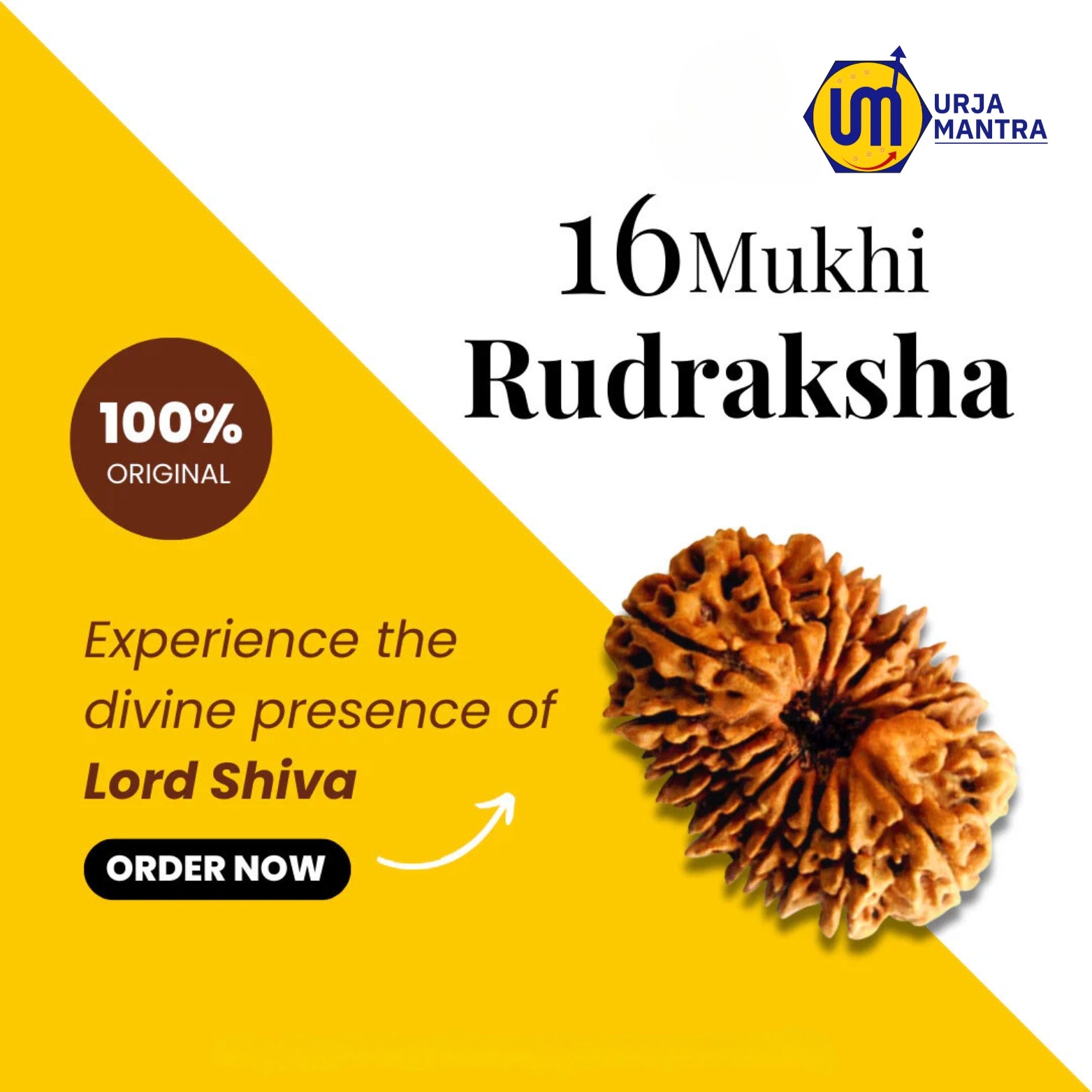 16 Mukhi Rudraksha