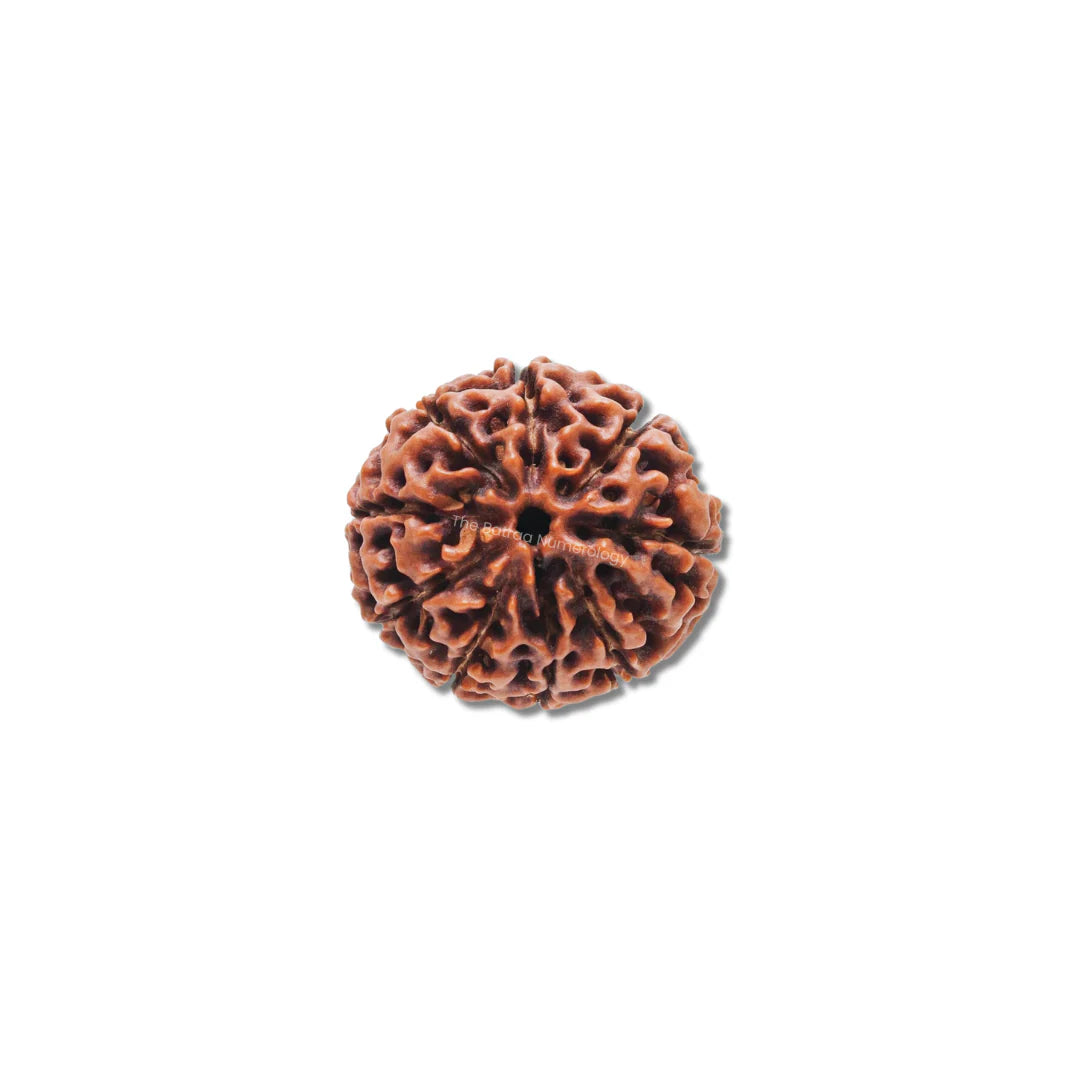 9 Mukhi Rudraksha