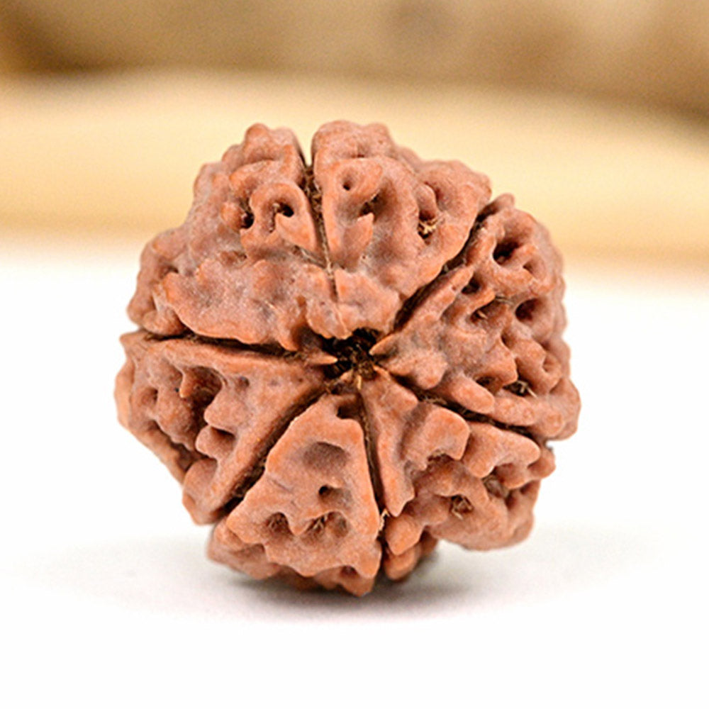 6 Mukhi Rudraksha