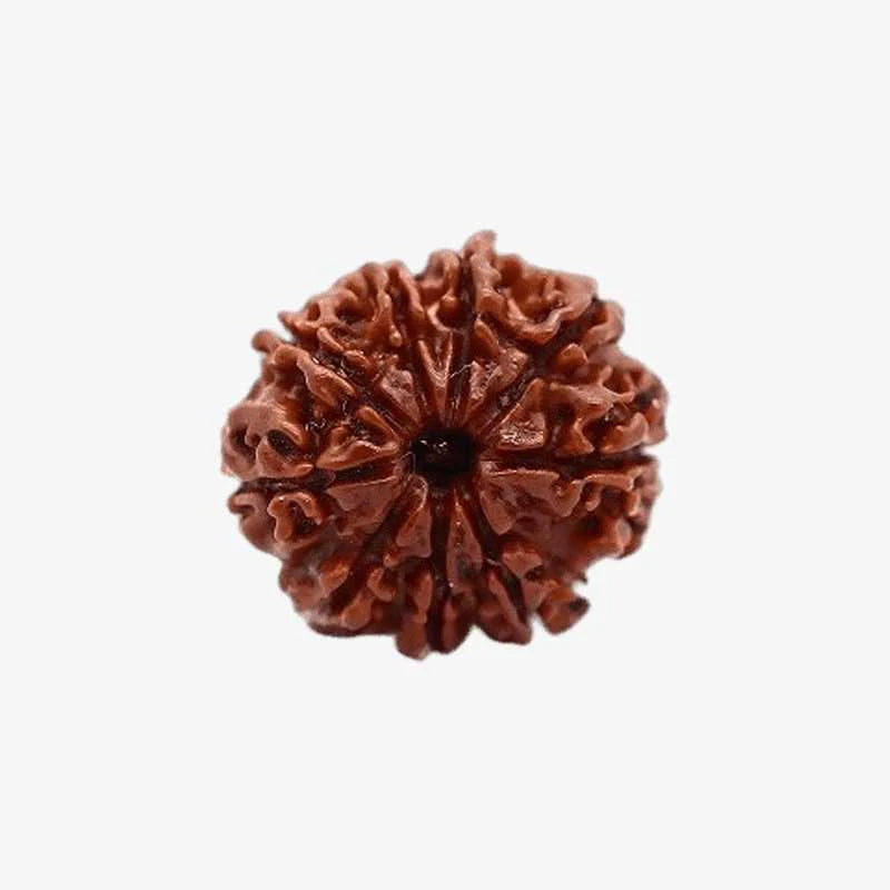 9 Mukhi Rudraksha