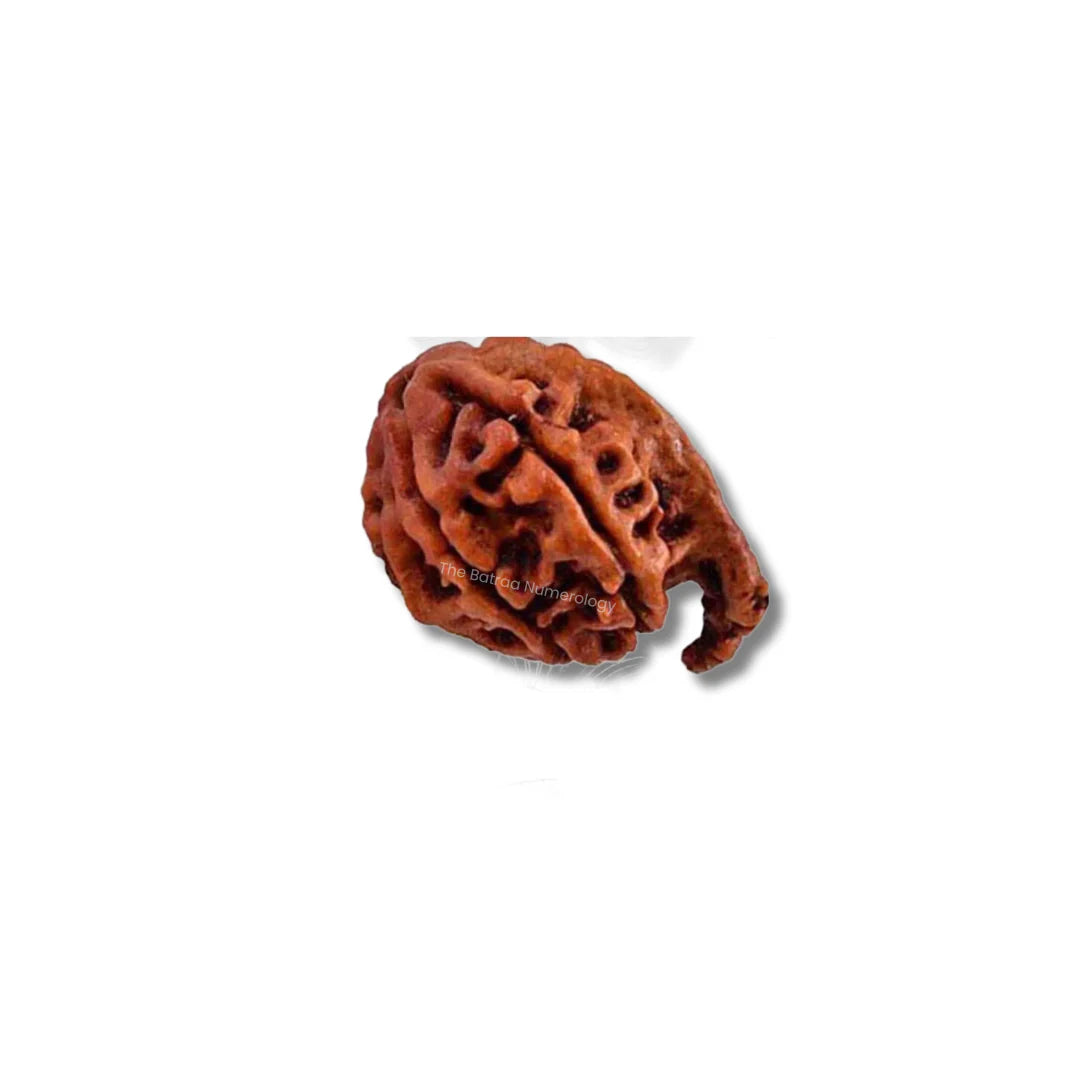 Ganesh Rudraksha