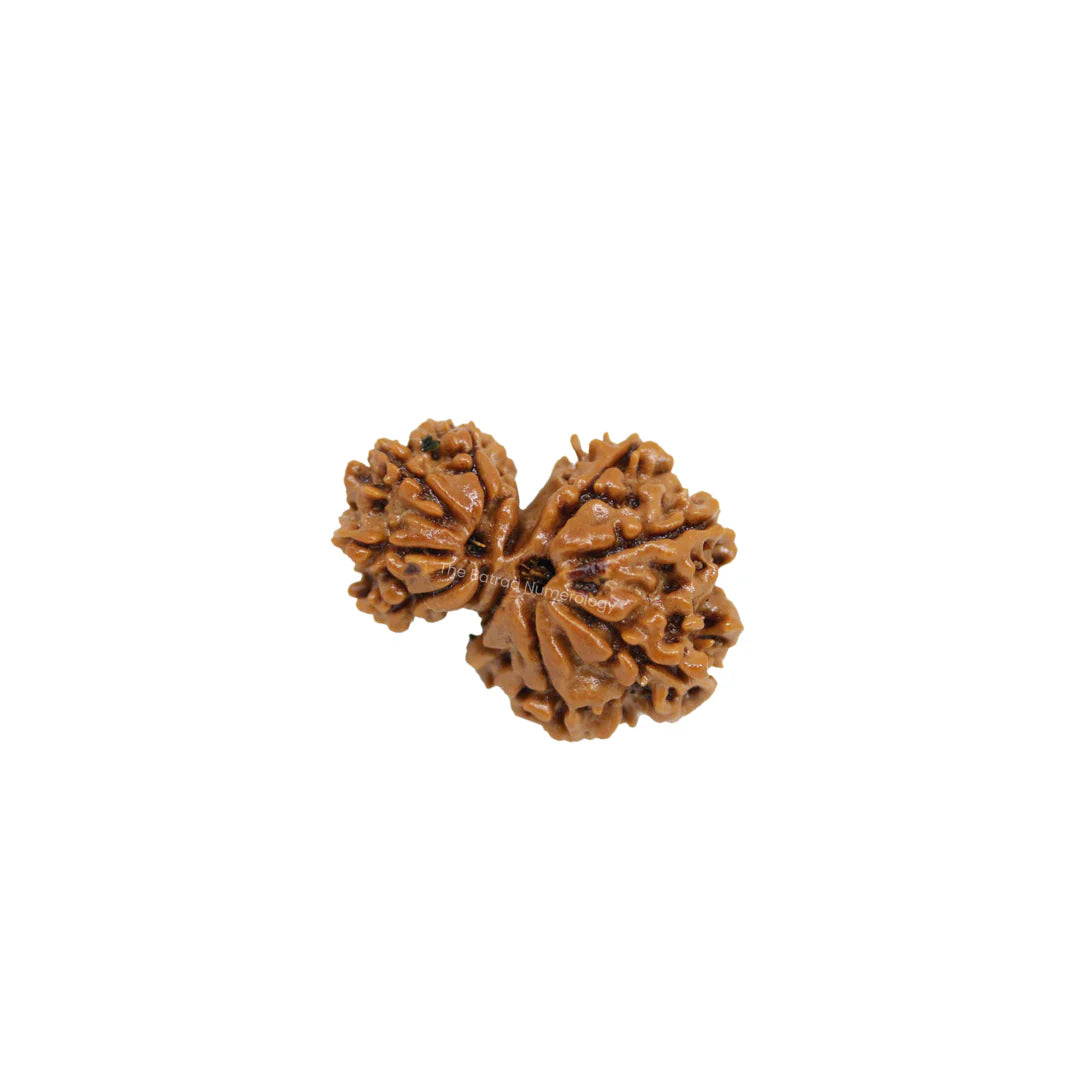 Gauri Shankar Rudraksha