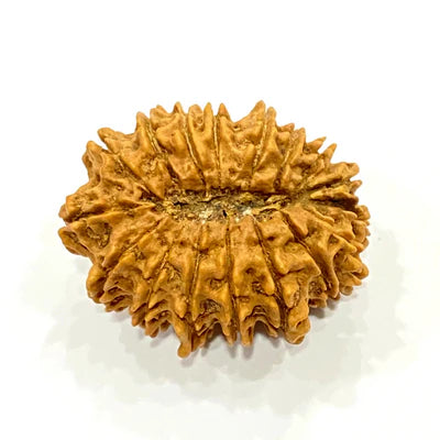 17 Mukhi Rudraksha