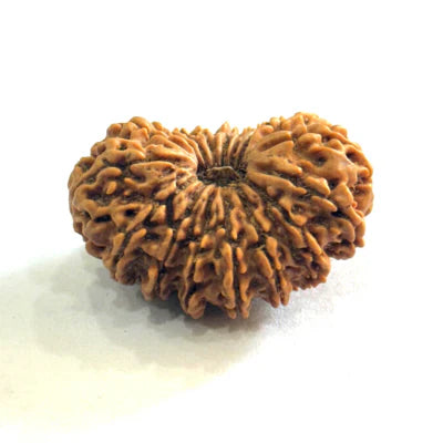 17 Mukhi Rudraksha