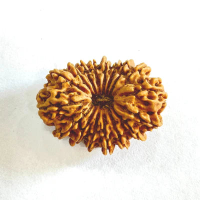 17 Mukhi Rudraksha